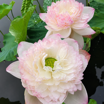 Milky-Pink Super Lotus Tubers