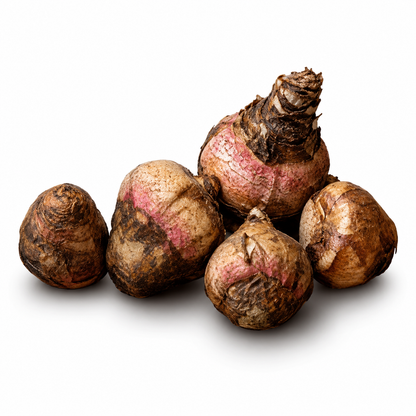 Football Lily  Bulbs
