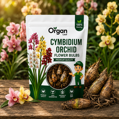 Cymbidium Orchid Flower Bulbs