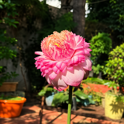 Lotus Flower Tubers