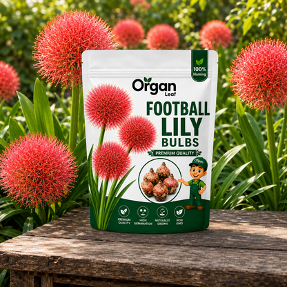 Football Lily  Bulbs