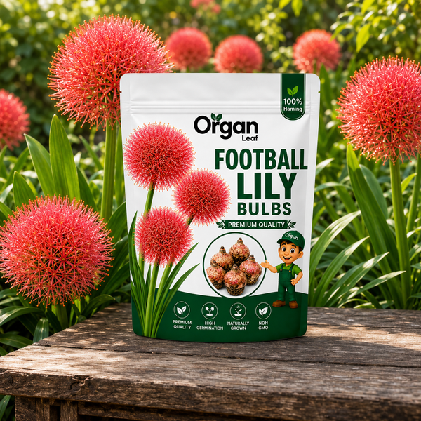 Football Lily  Bulbs