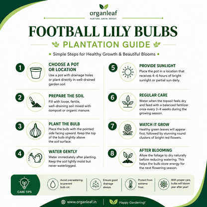 Football Lily  Bulbs