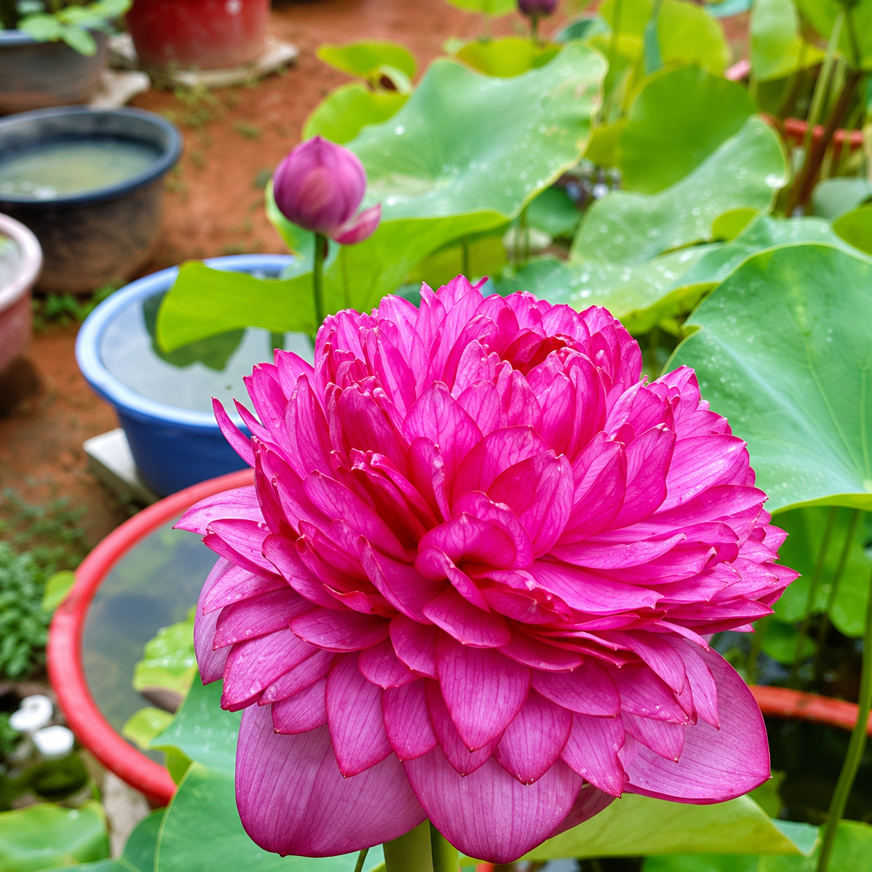 Lotus Flower Tubers