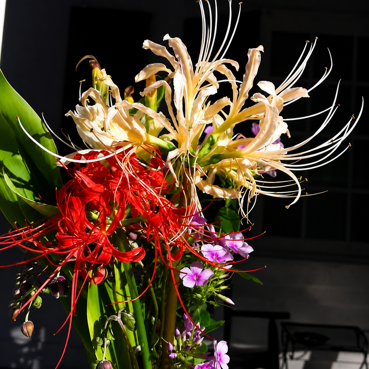Spider Lily Mix Colour Bulbs