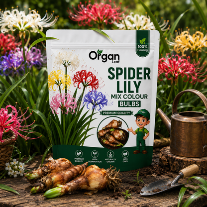 Spider Lily Mix Colour Bulbs