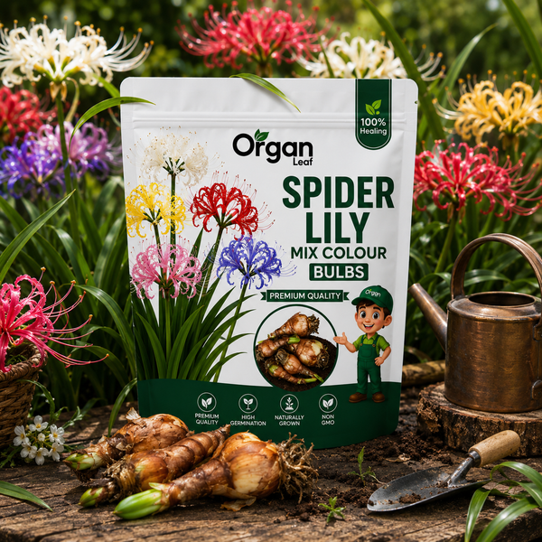Spider Lily Mix Colour Bulbs