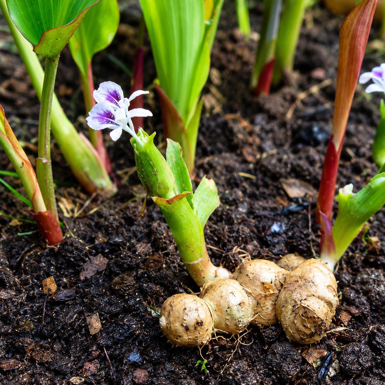 Black Ginger  Bulbs