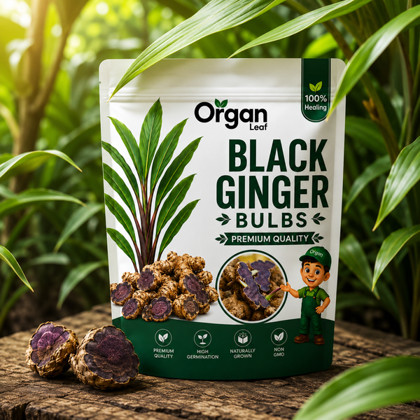 Black Ginger  Bulbs