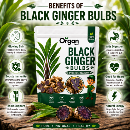 Black Ginger  Bulbs
