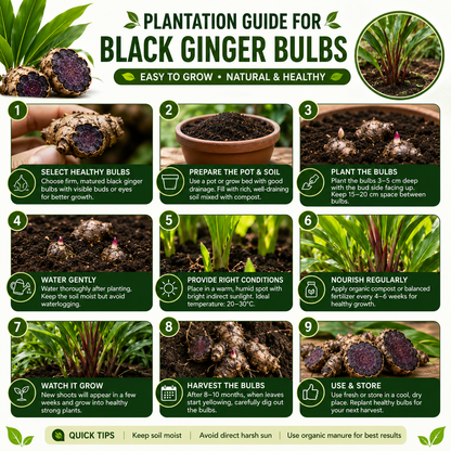 Black Ginger  Bulbs