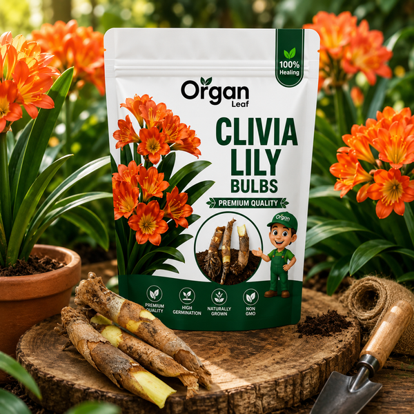 Clivia Lily Bulbs