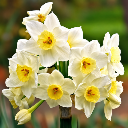 Daffodil Nargis Bulbs