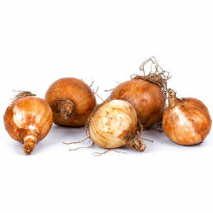 Daffodil Nargis Bulbs