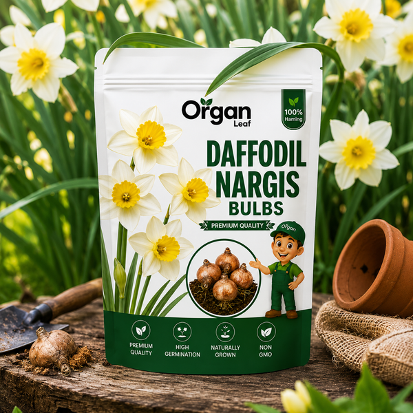Daffodil Nargis Bulbs