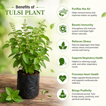 Tulsi Live Plant