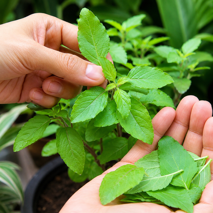 Tulsi Live Plant