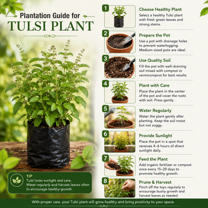Tulsi Live Plant