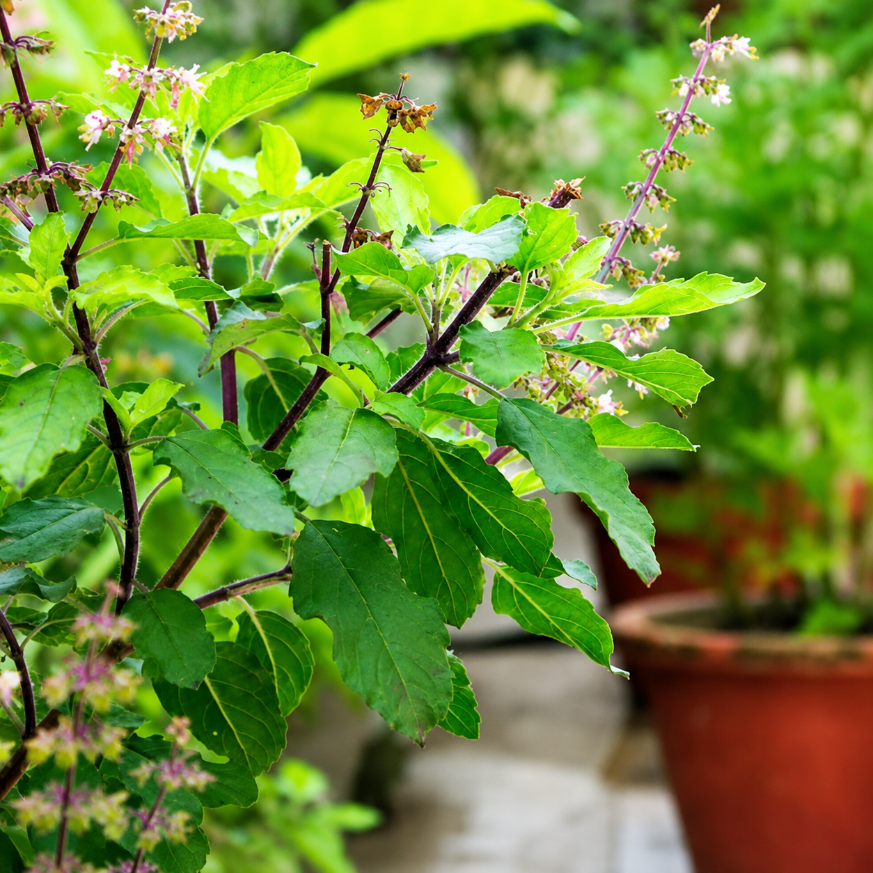 Tulsi Live Plant