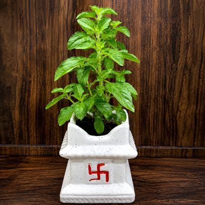 Tulsi Live Plant