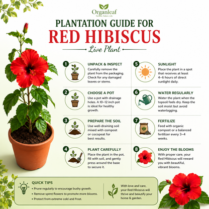 Red Hibiscus Live Plant