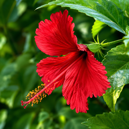 Red Hibiscus Live Plant