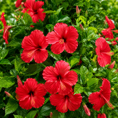 Red Hibiscus Live Plant