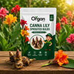 Canna Lily Sprouted Bulbs