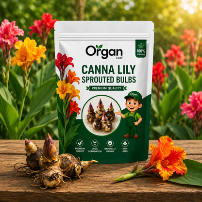 Canna Lily Sprouted Bulbs