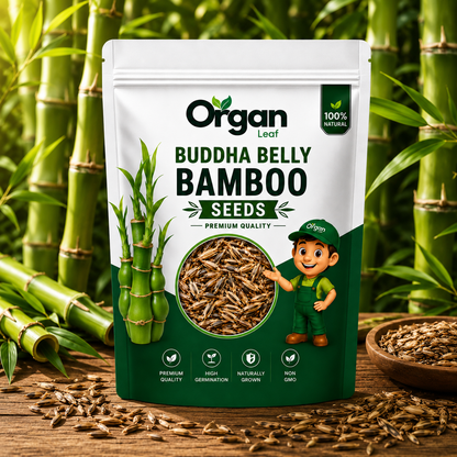 Buddha Belly Bamboo Seeds