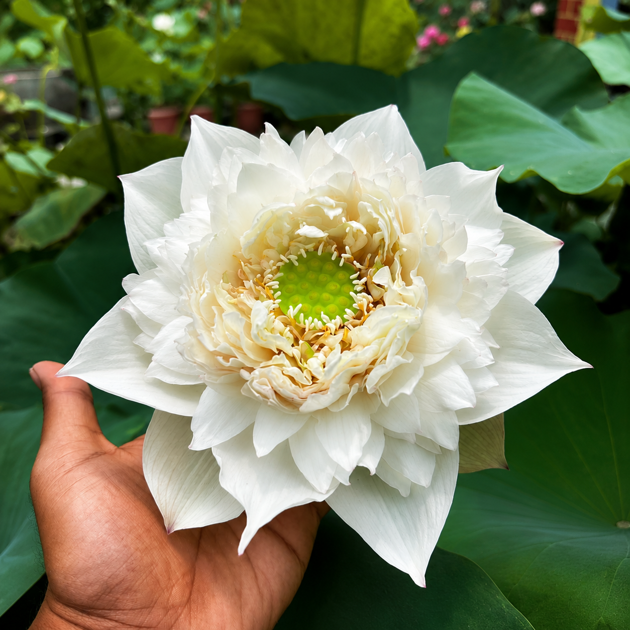 Lotus Flower Tubers
