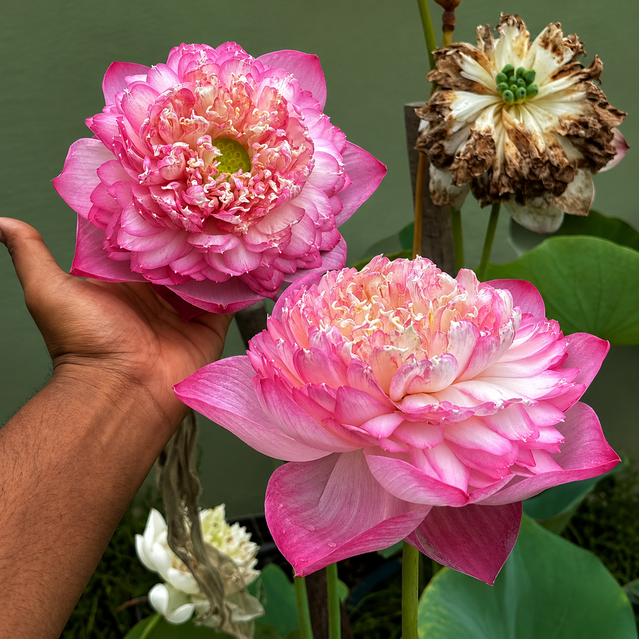Lotus Flower Tubers