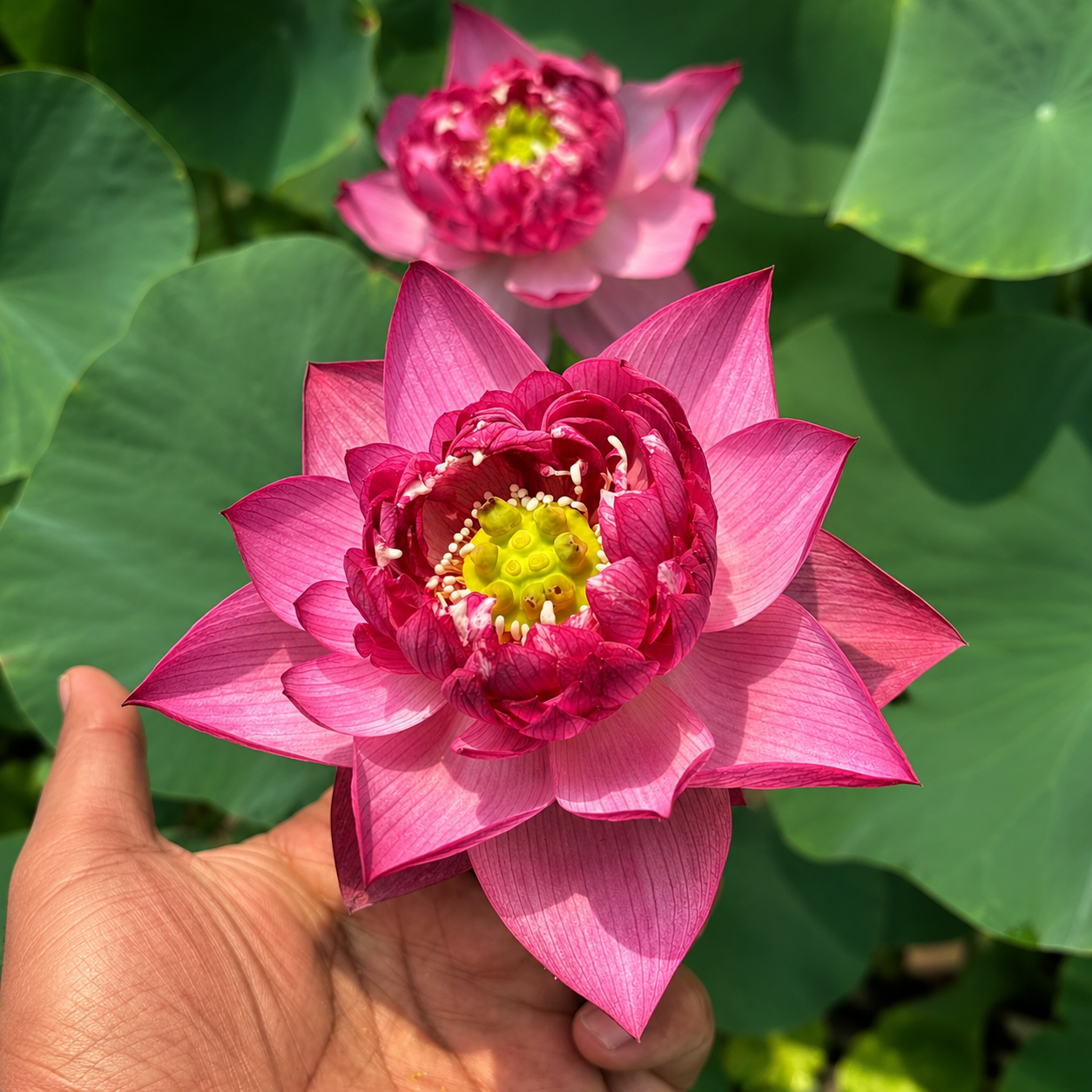 Lotus Flower Tubers