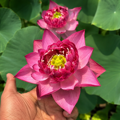 Lotus Flower Tubers