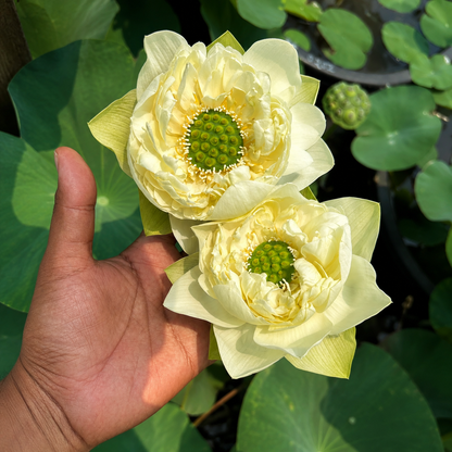 Lotus Flower Tubers