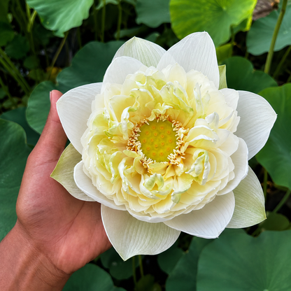 Lotus Flower Tubers