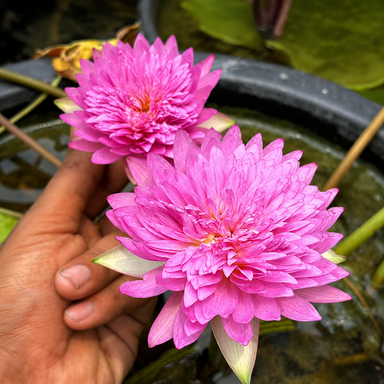 Lotus Flower Tubers