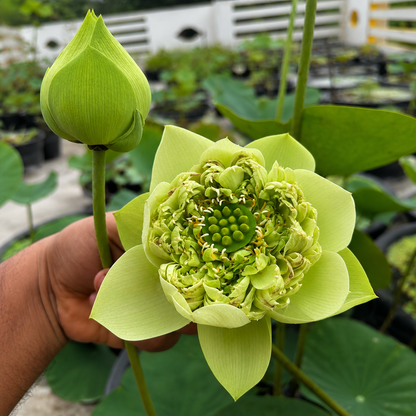 Lotus Flower Tubers