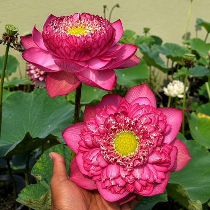 Lotus Flower Tubers