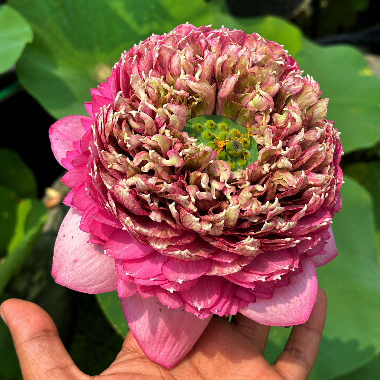 Lotus Flower Tubers