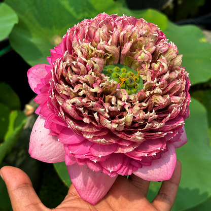 Lotus Flower Tubers