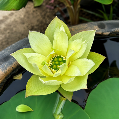 Lotus Flower Tubers