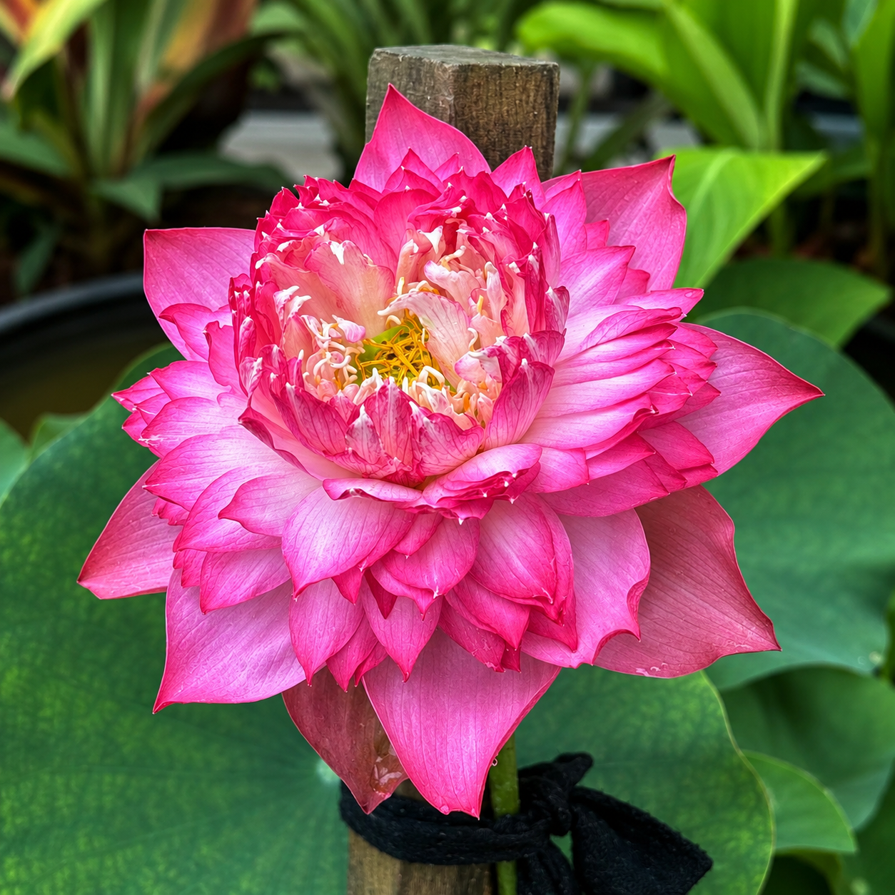 Lotus Flower Tubers