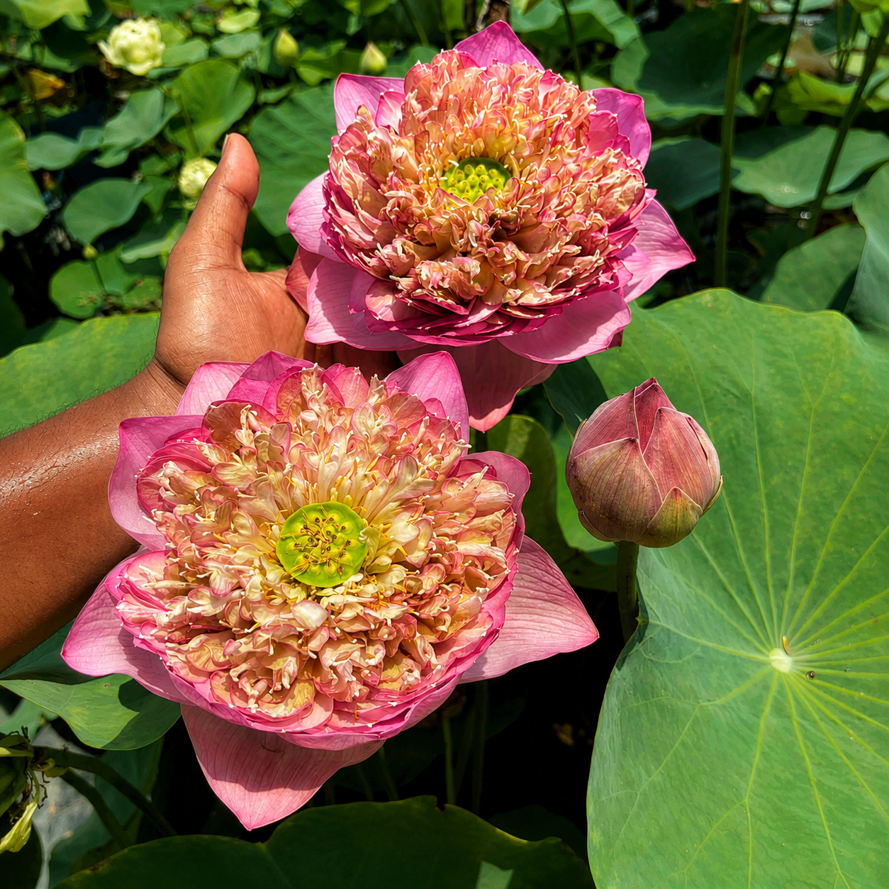 Lotus Flower Tubers