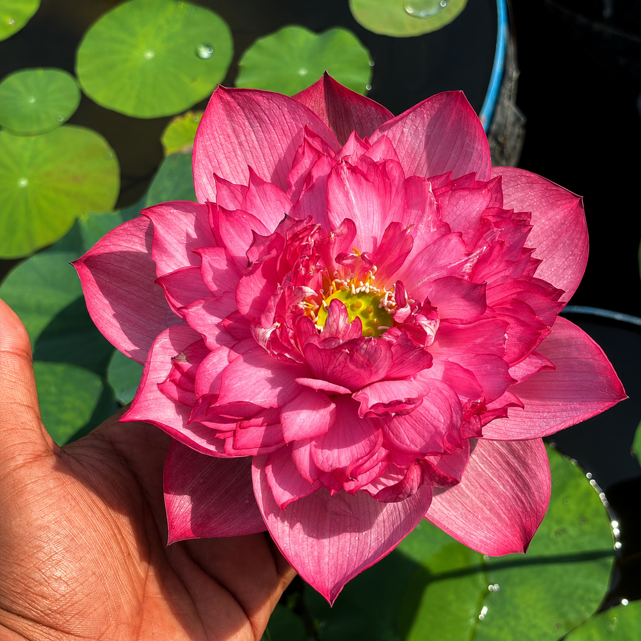 Lotus Flower Tubers