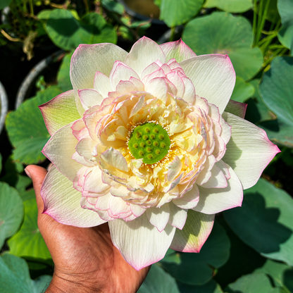 Lotus Flower Tubers