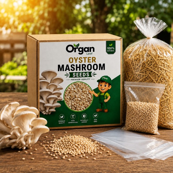 Oyster Mashroom Seeds
