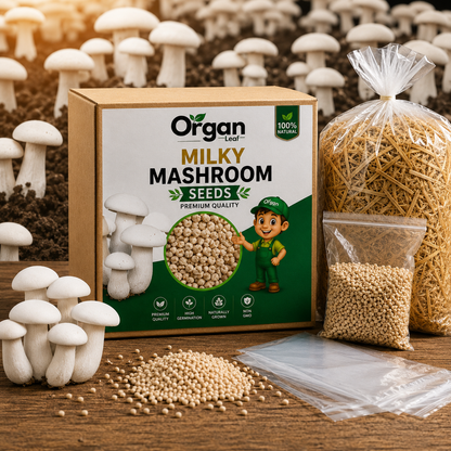 Milky Mashroom Seeds