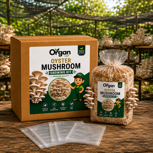 Oyster Mushroom Growing Kit