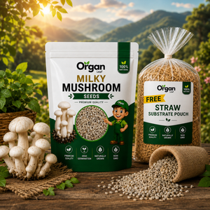 Milky Mushroom Seeds